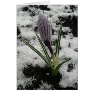 Crocus avec de la glace