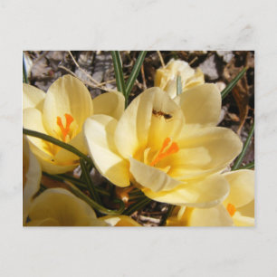 Crocus avec fourmi 111 ~ carte postale