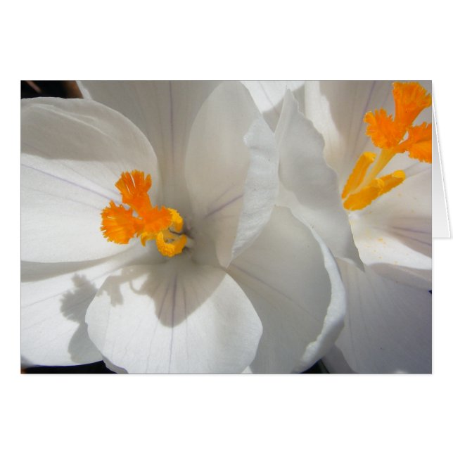 Crocus blanc (Devant Horizontal)