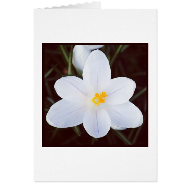 Crocus blanc (Devant)