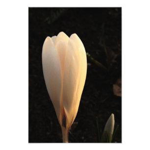 Crocus blanc sur Dark Arrière - plan Photo