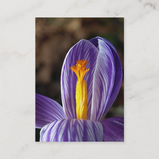 Crocus Blossom - Carte de visite (Devant)