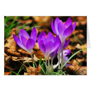 Crocus boisés