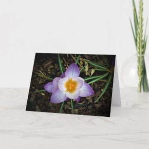 Crocus, carte