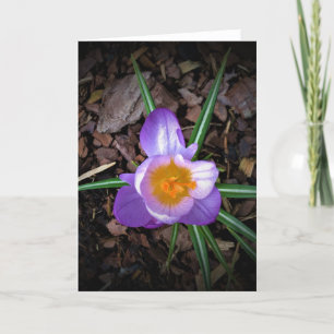 Crocus, carte