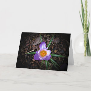 Crocus, carte