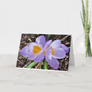 Crocus, carte