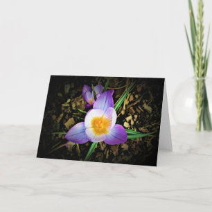 Crocus, carte