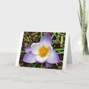 Crocus, carte