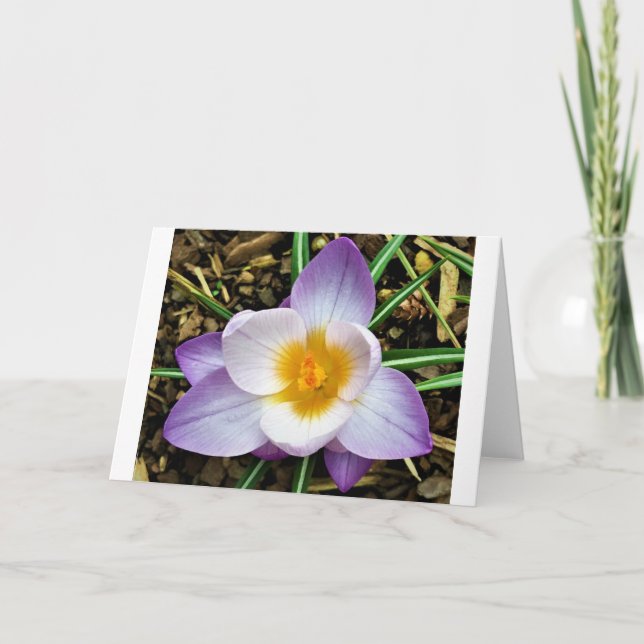 Crocus, carte (Devant)