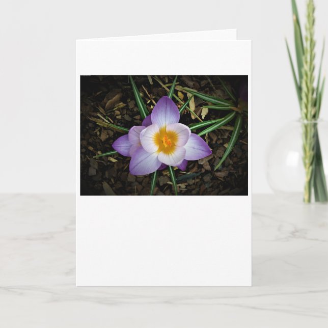 Crocus, carte (Devant)
