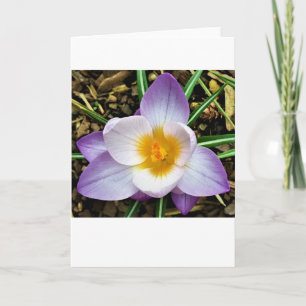 Crocus, carte