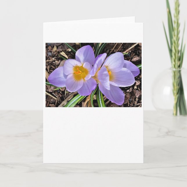 Crocus, carte (Devant)