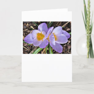 Crocus, carte