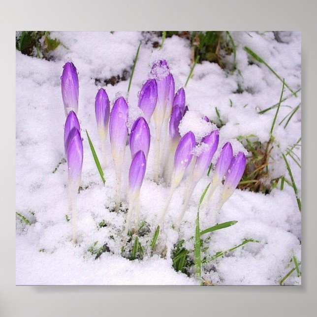 crocus dans la neige Poster (Devant)