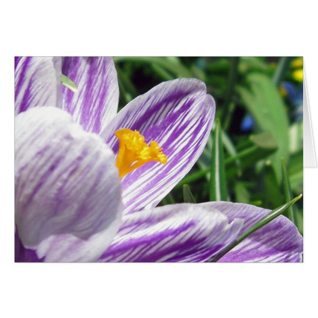 Crocus de printemps violet (Devant horizontal)