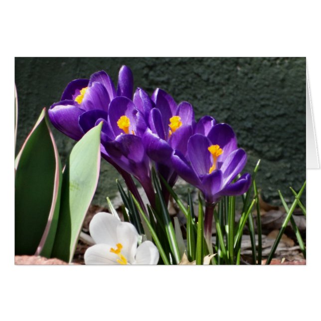 Crocus de ressort (Devant horizontal)