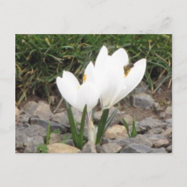 Crocus et la carte postale des abeilles (Devant)