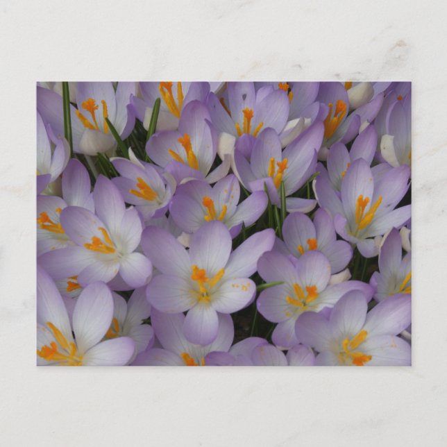 Crocus Flowers Motif do-it-yourself carte postale (Devant)