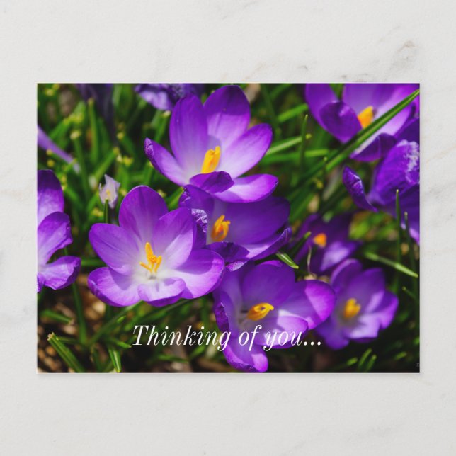 Crocus Lilas Pensées pour toi Carte postale (Devant)