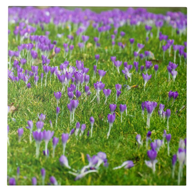 Crocus mauves carreaux de céramique (Devant)