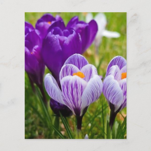 Crocus pourpre (Devant)