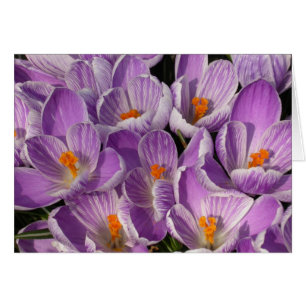 Crocus pourpres