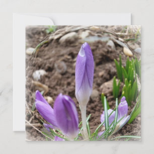 Crocus printaniers