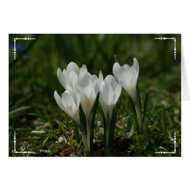crocus sauvages (Devant horizontal)