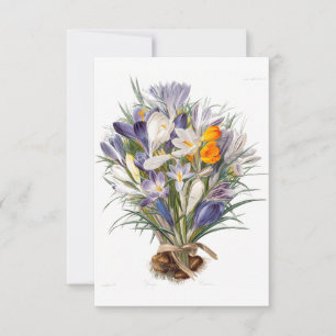 Crocus Spring Flower Botanique Floral Art
