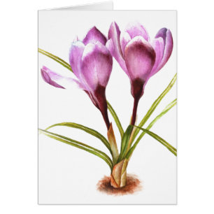 "Crocus violet" carte fine art vierge pour l'usage
