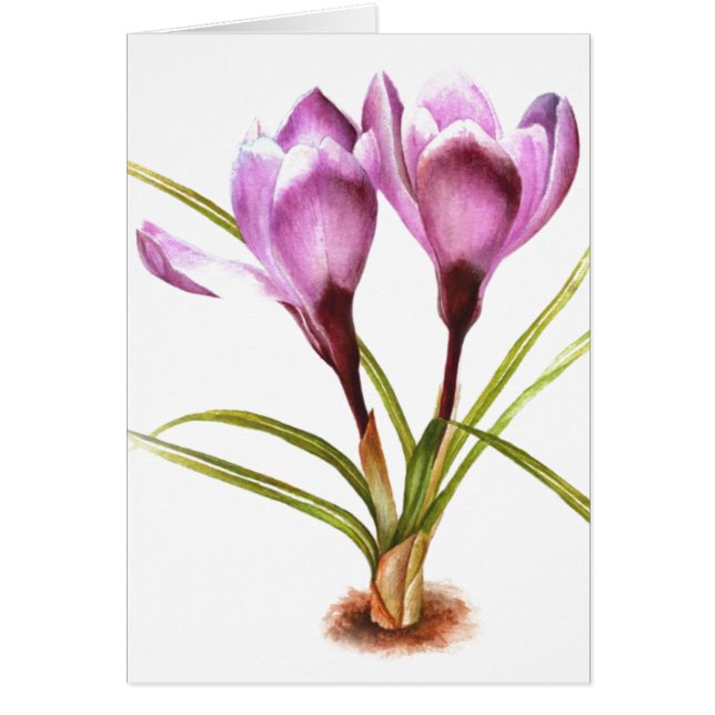 "Crocus violet" carte fine art vierge pour l'usage (Devant)