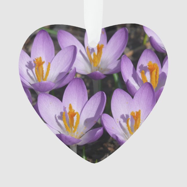 Crocus violets ensoleillés (devant)