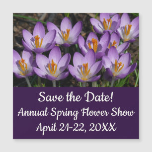 Crocus violets ensoleillés