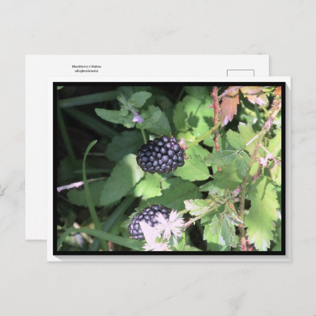 Croisement de cartes postales de Blackberry sauvag (Devant / Derrière)