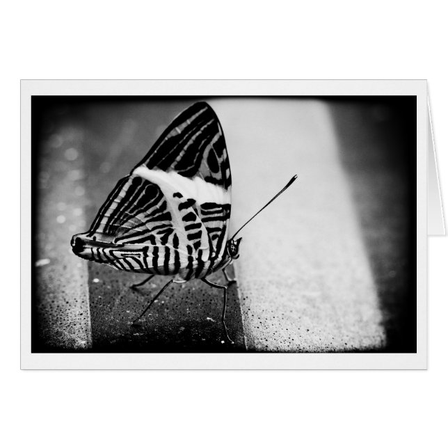 croisement de papillon (Devant horizontal)