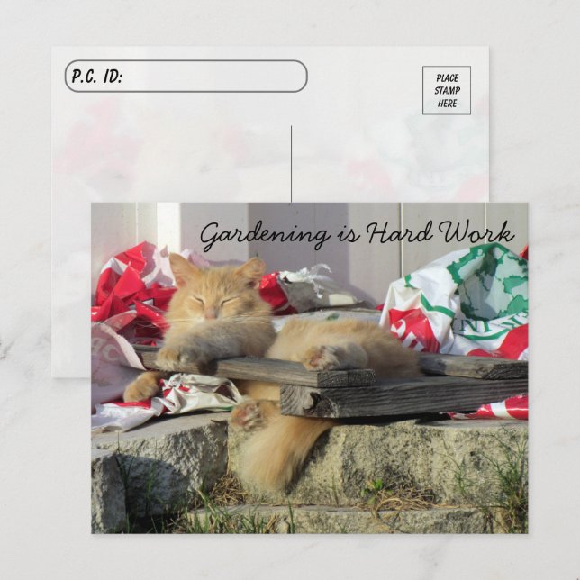 Croisement - Simba la carte postale de jardinage d (Devant / Derrière)