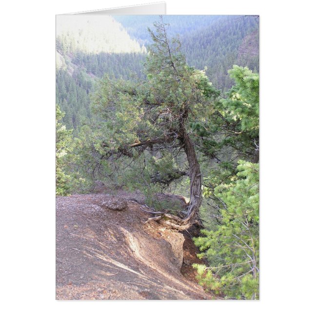 Crooked tree (Devant)