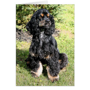 Croquis couleur spirale Cocker