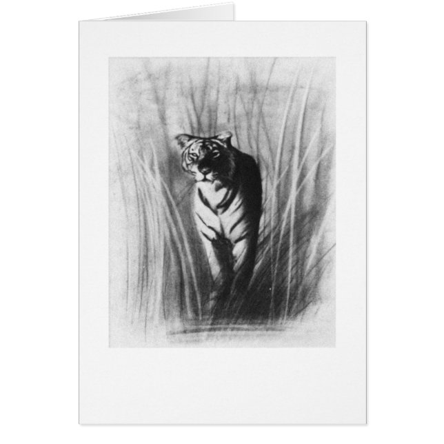 Croquis de tigre (Devant)