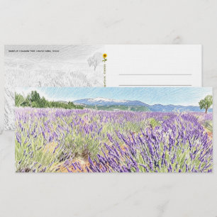 Croquis du champ de lavande - Carte postale