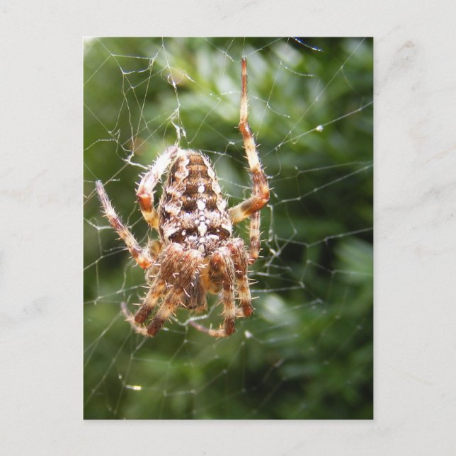 Cross Spider 132 ~ carte postale (Devant)