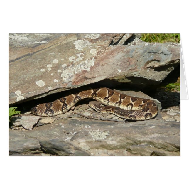 Crotale à Shenandoah National Park (Devant horizontal)