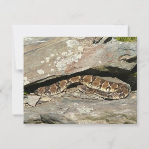Crotale à Shenandoah National Park