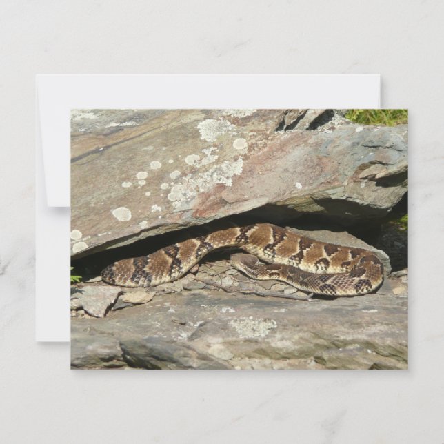 Crotale à Shenandoah National Park (Devant)