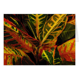 Croton Feuilles Abstraits