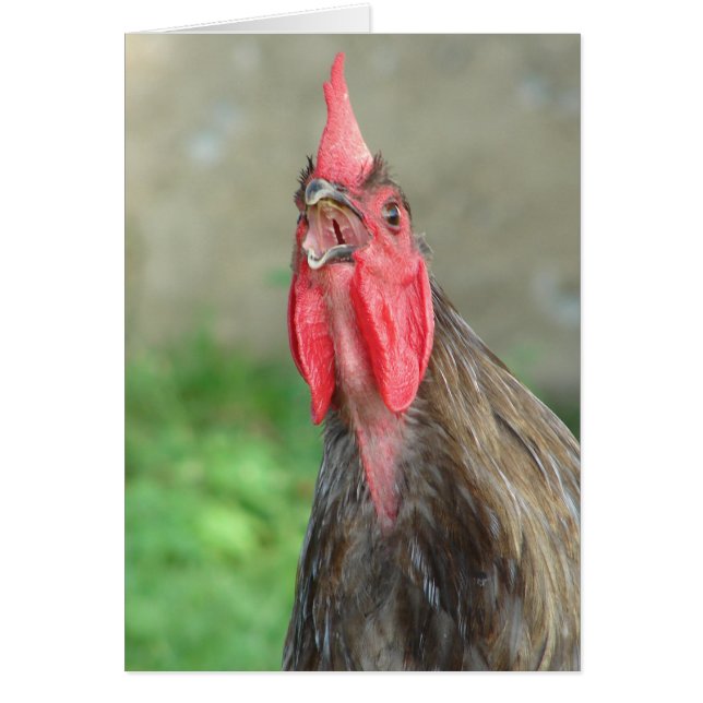 Crowing Blue Rooster (Devant)