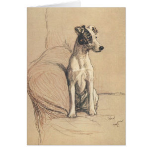 Cru - Fox Terrier doux,