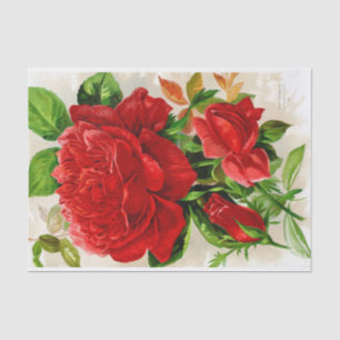 Cru géant 10" de rose rouge X 15" papier de soie