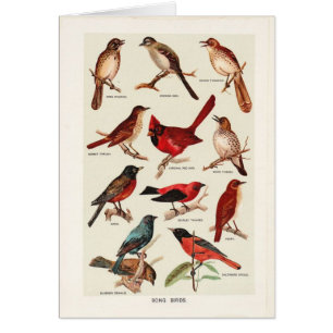 Cru - oiseaux de chanson,